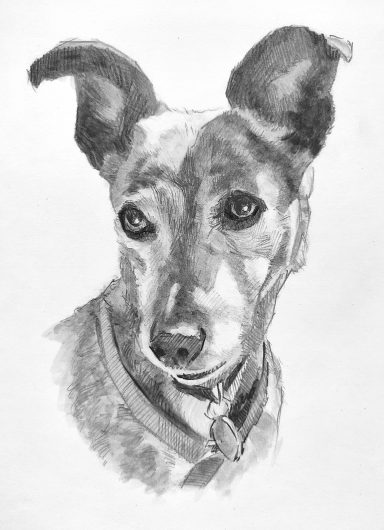 Pet Portrait by Jim Kook